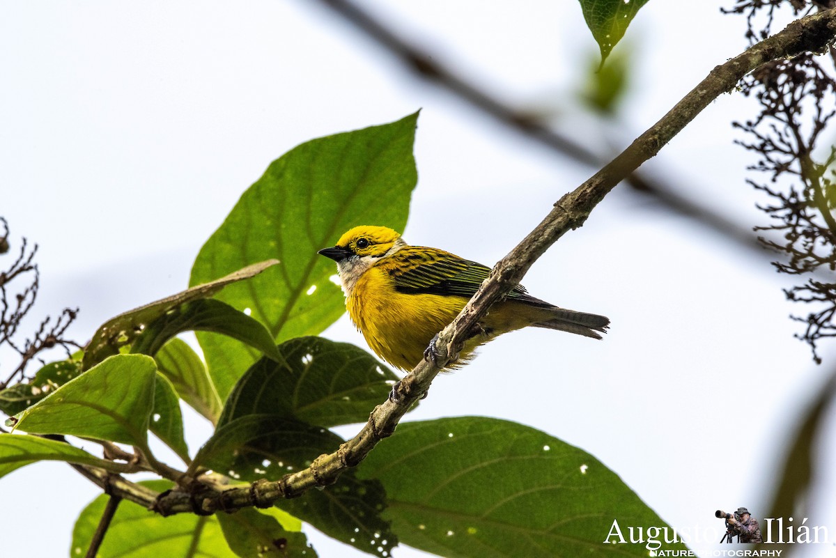 Silver-throated Tanager - ML148279731