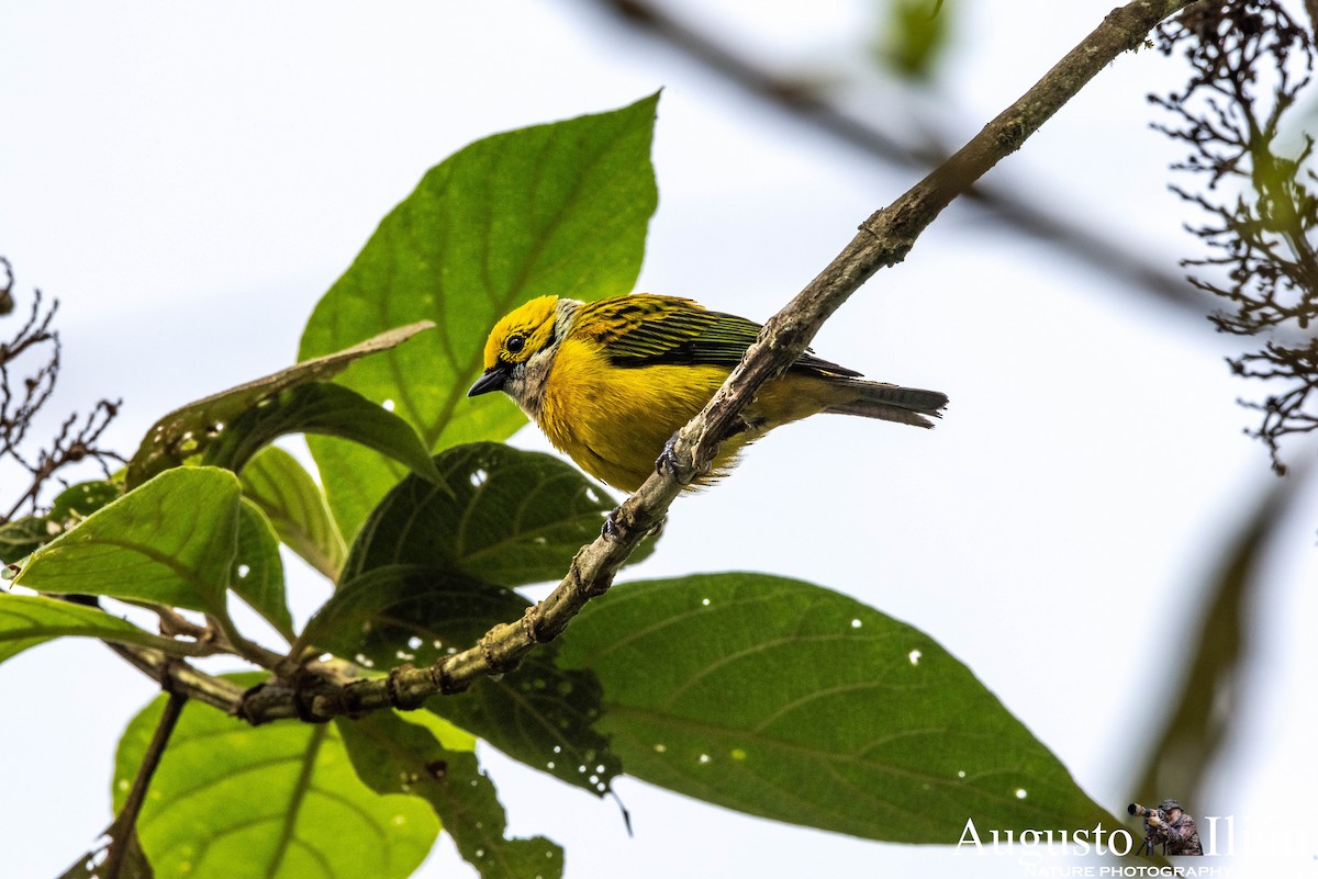 Silver-throated Tanager - Augusto Ilian