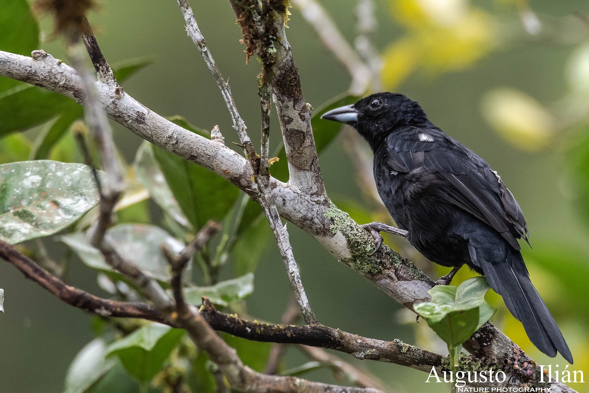 White-lined Tanager - ML148280891