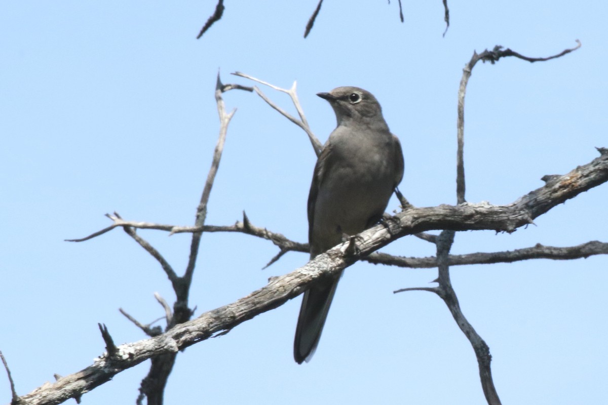 Townsend's Solitaire - Curtis McCamy