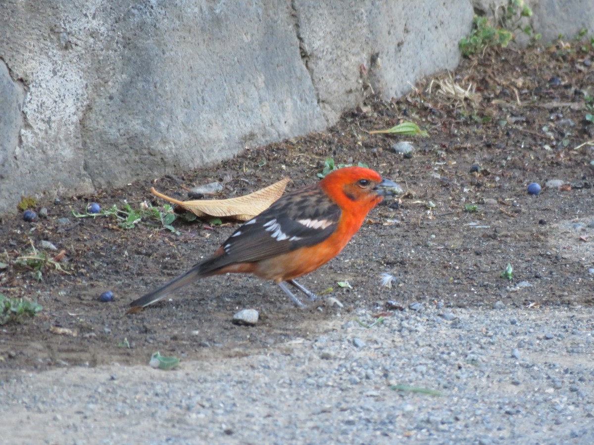 Flame-colored Tanager - ML148283491