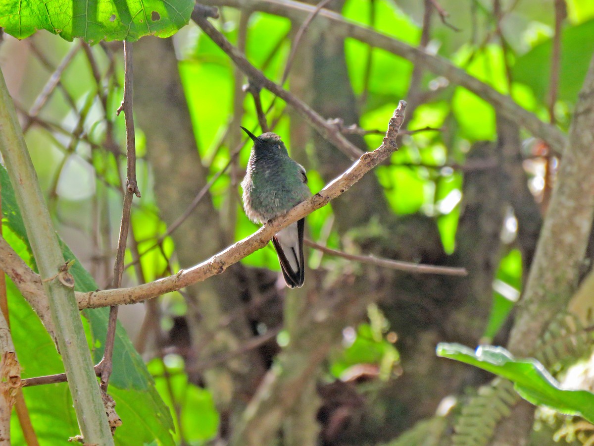 Stripe-tailed Hummingbird - ML148285601