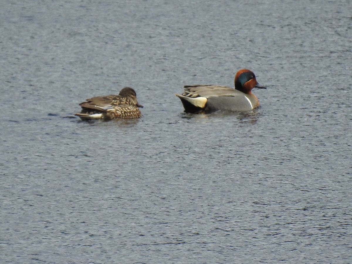 Green-winged Teal - ML148285961