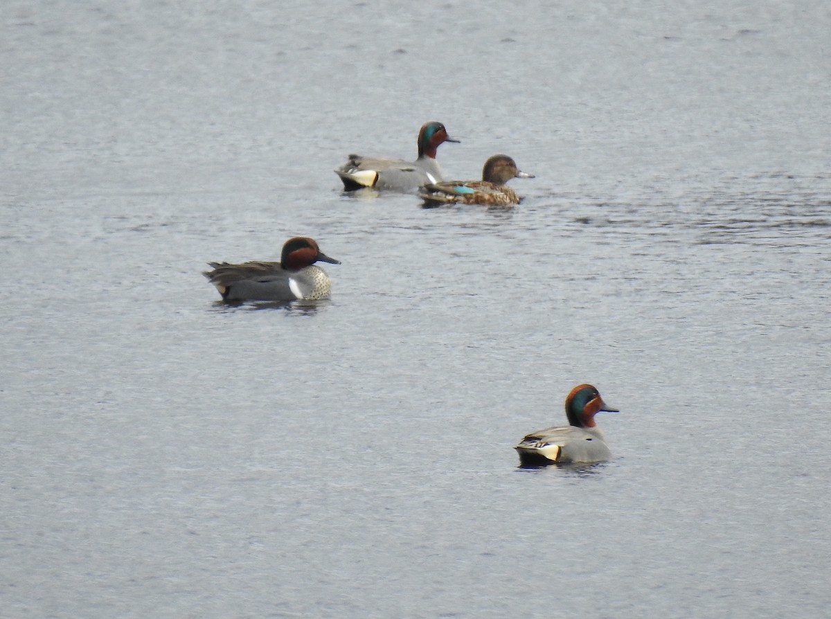 Green-winged Teal - ML148285991