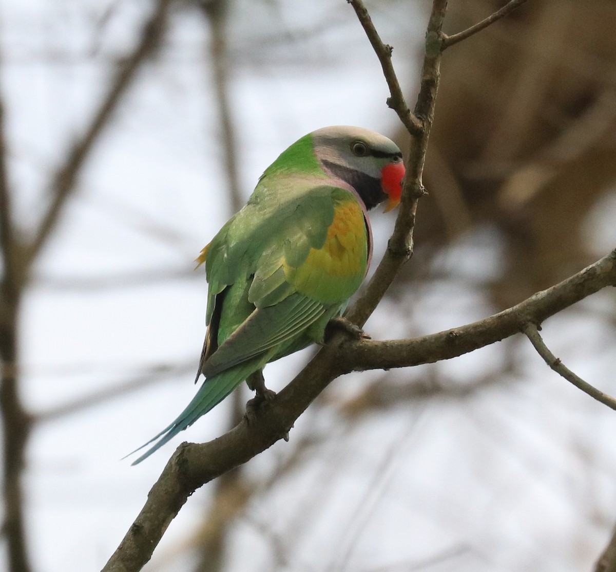 Red-breasted Parakeet - ML148290561