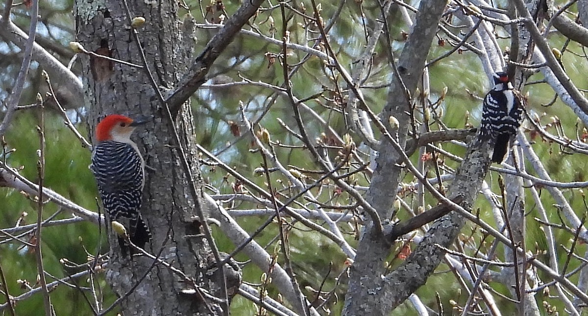 Red-bellied Woodpecker - Marie Furnish