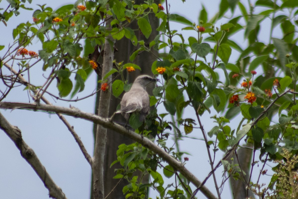 Tropical Mockingbird - wilson ortega