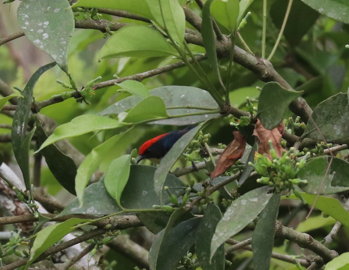 Scarlet-backed Flowerpecker - ML148292011