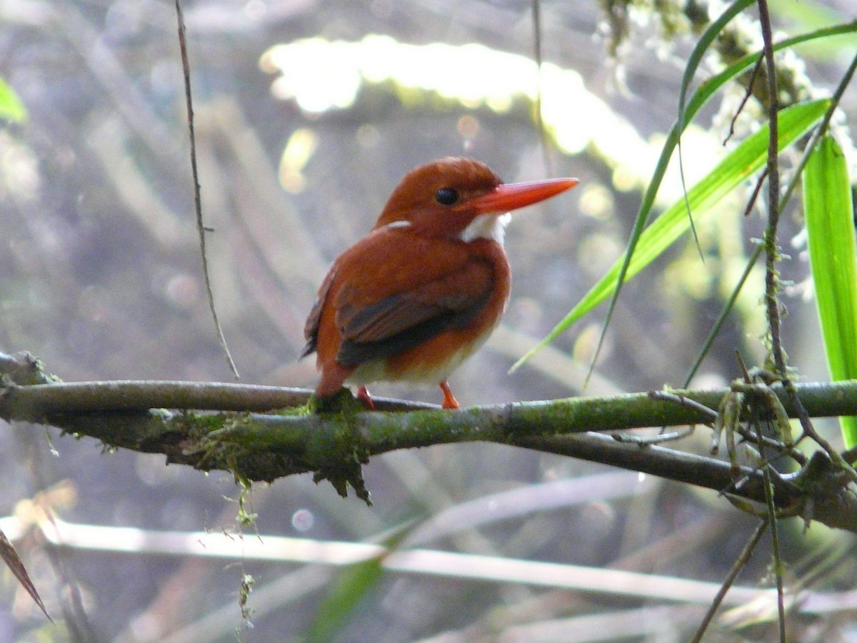 Madagascar Pygmy Kingfisher - Paul Suchanek