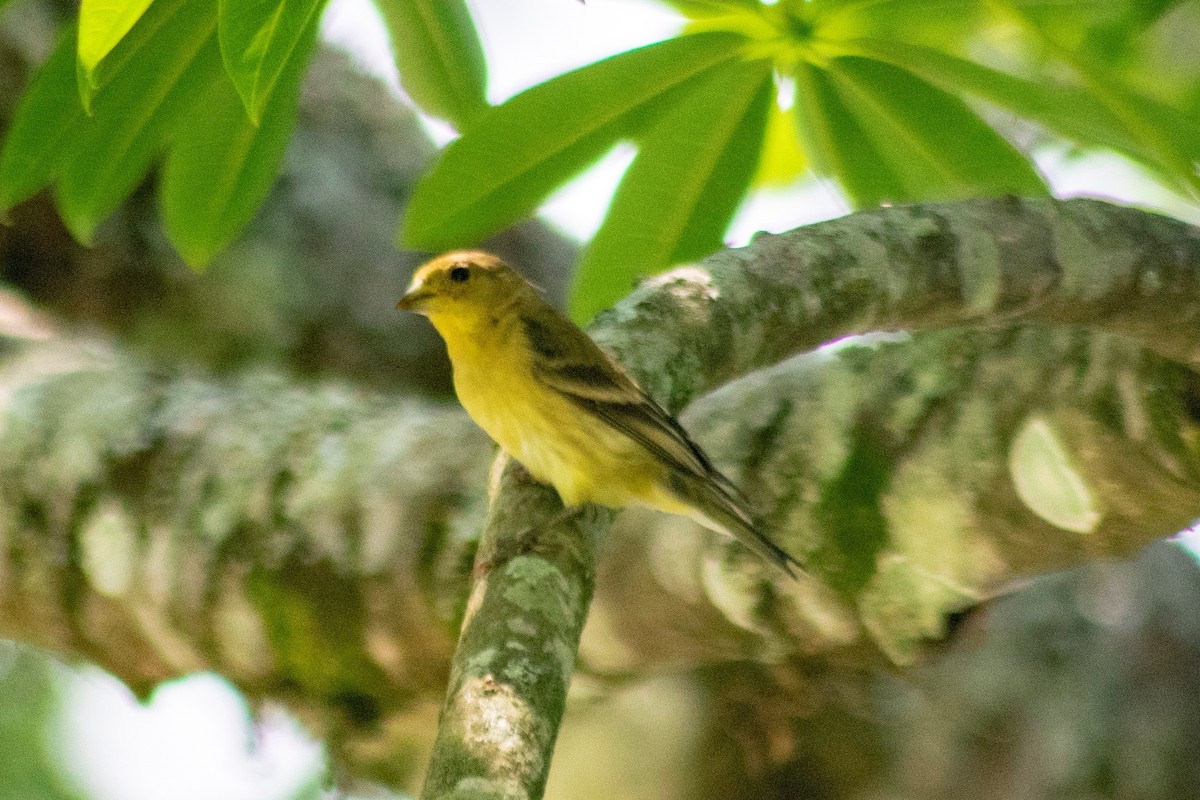 Lesser Goldfinch - wilson ortega