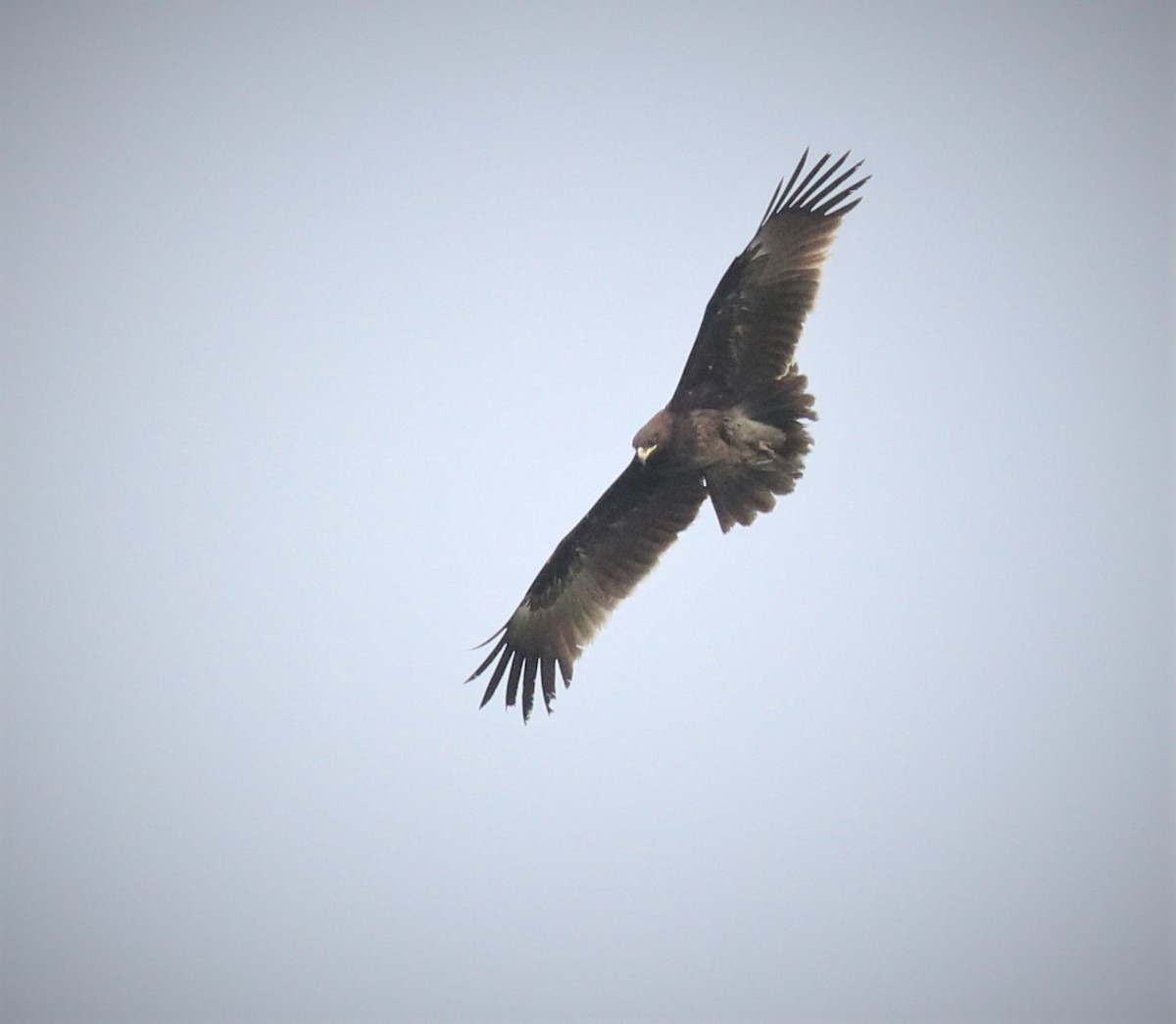 Greater Spotted Eagle - Loch Kilpatrick