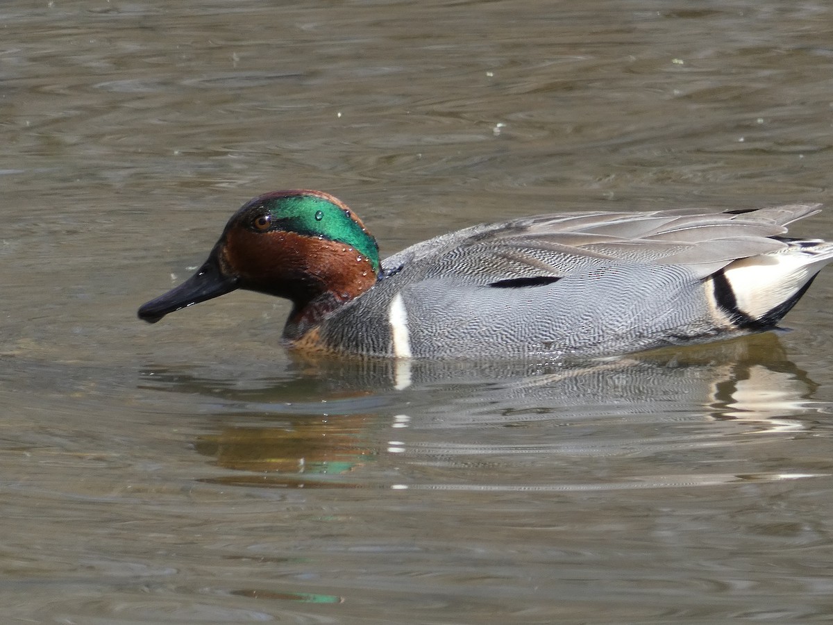 Green-winged Teal - ML148302201
