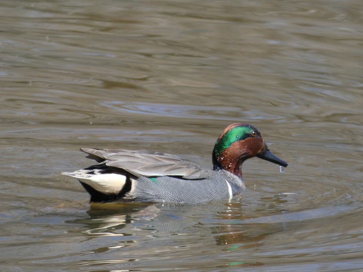 Green-winged Teal - ML148302301