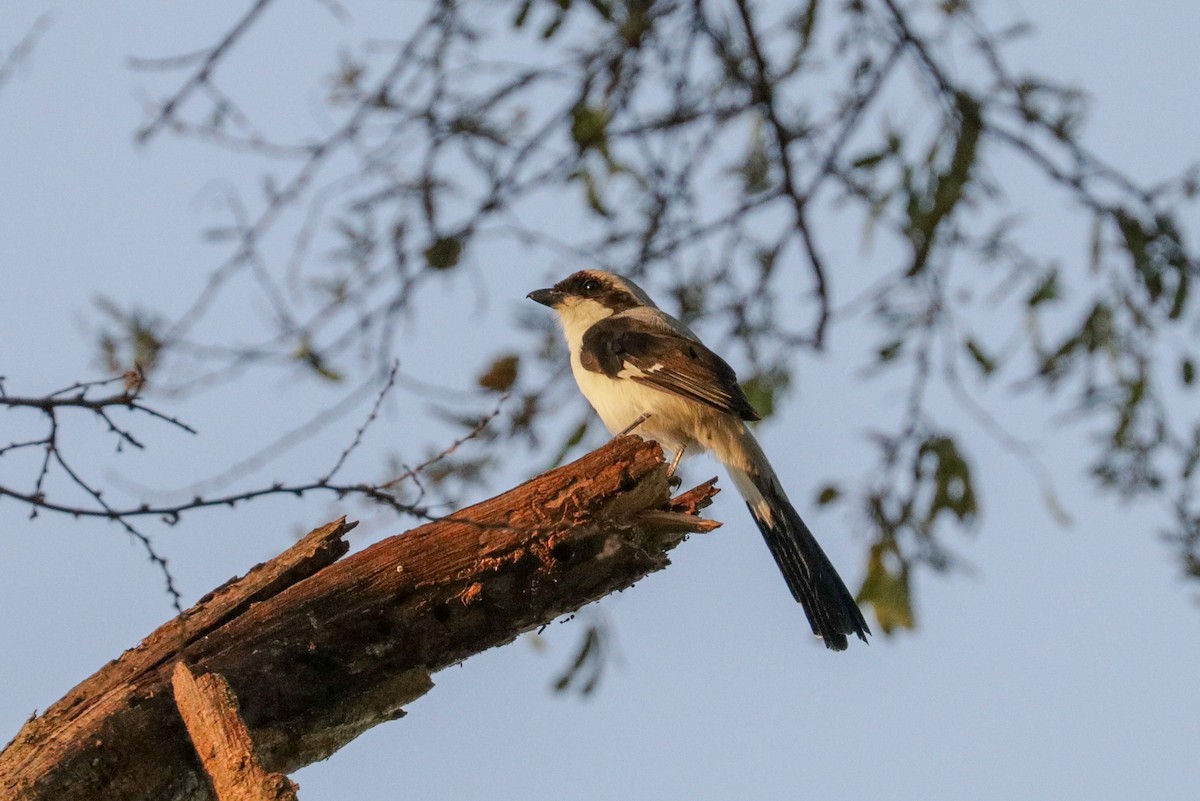 Gray-backed Fiscal - ML148303181
