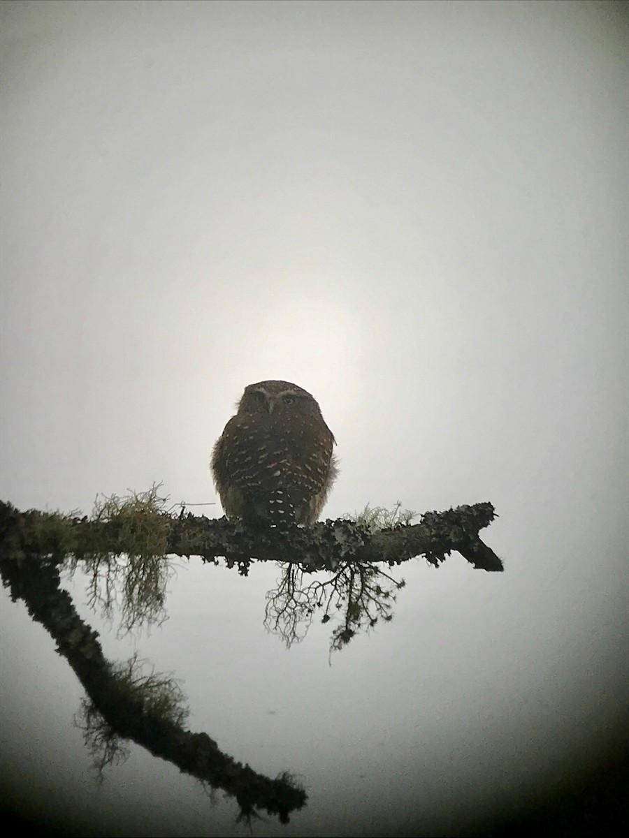 Andean Pygmy-Owl - ML148308641