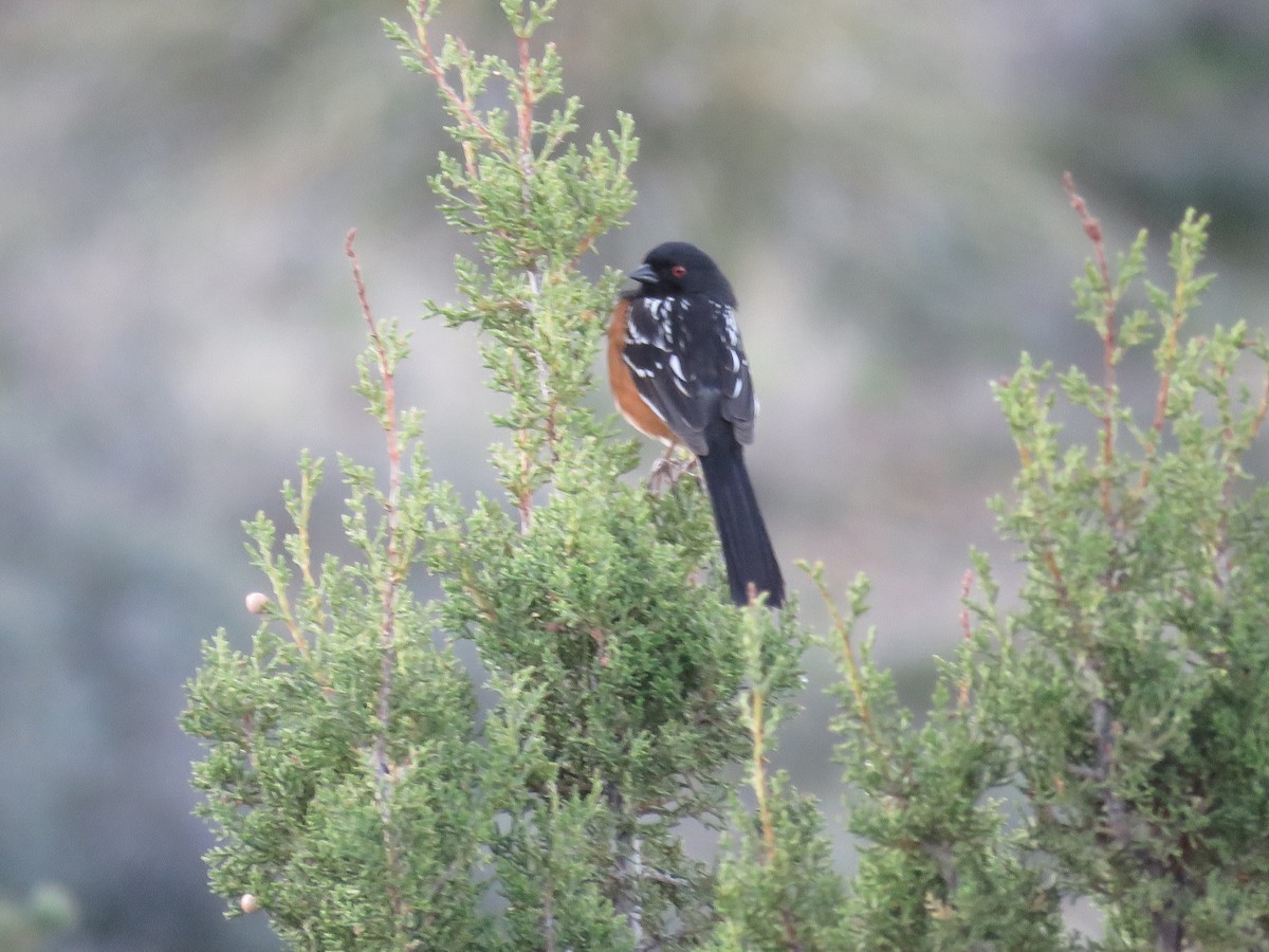Spotted Towhee - ML148312711