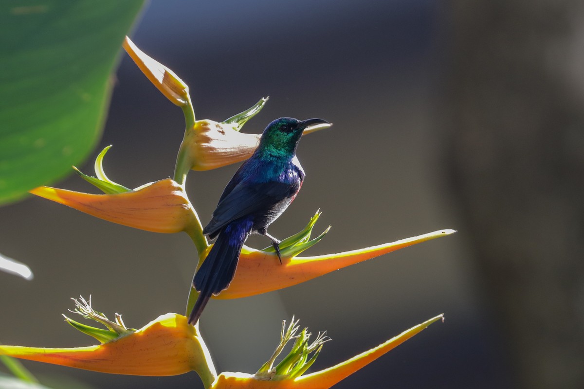 Red-chested Sunbird - ML148312731