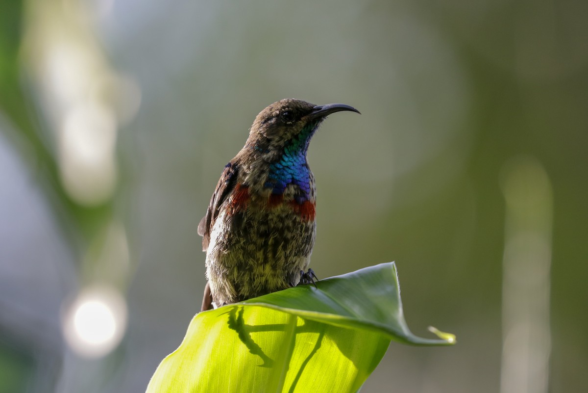 Red-chested Sunbird - ML148312941