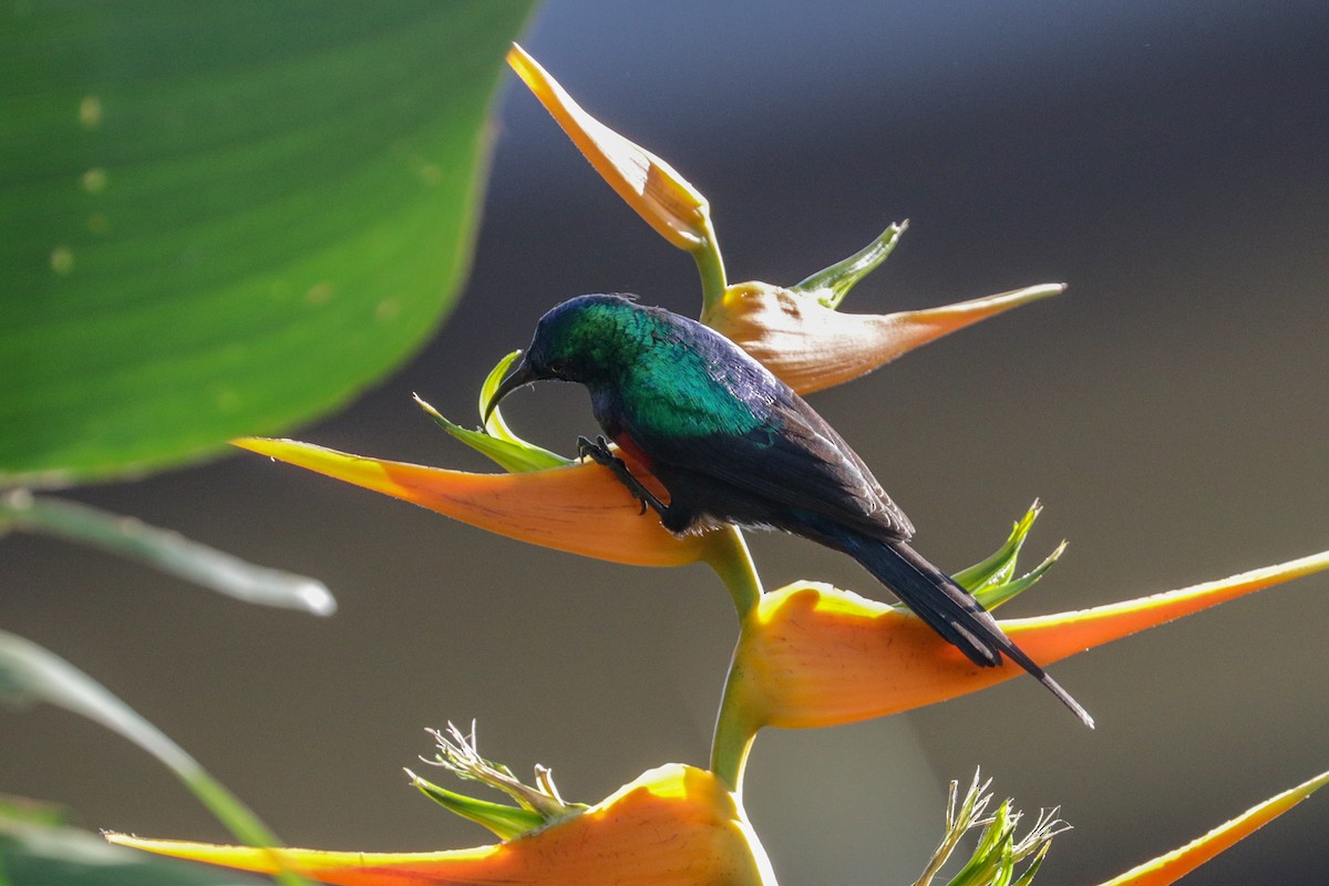 Red-chested Sunbird - ML148312951