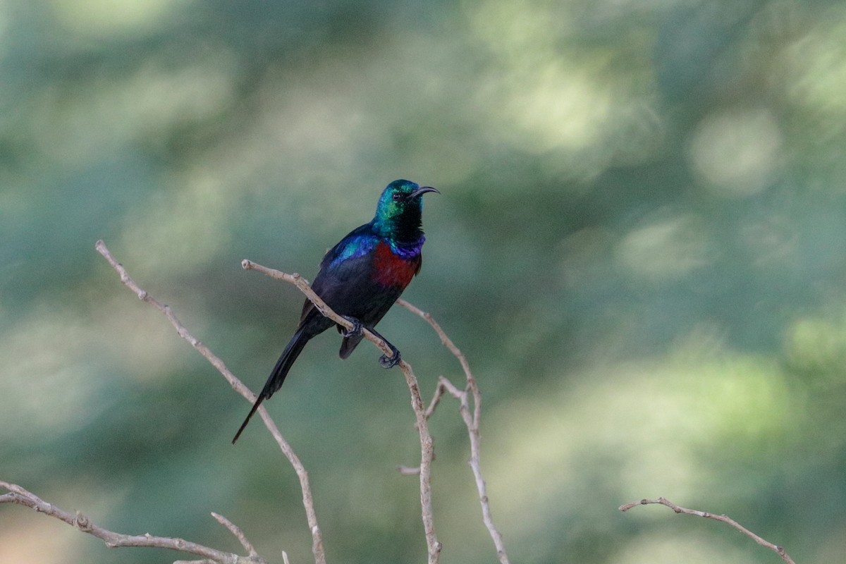 Red-chested Sunbird - ML148312991