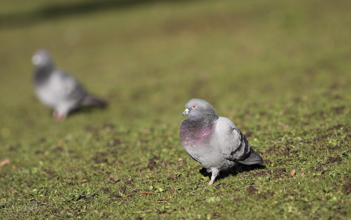 Rock Pigeon (Feral Pigeon) - ML148313111