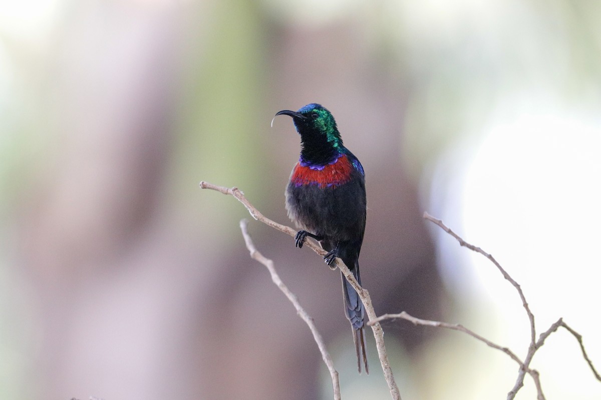 Red-chested Sunbird - ML148313121