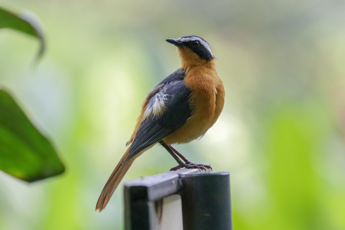 White-browed Robin-Chat - ML148313811