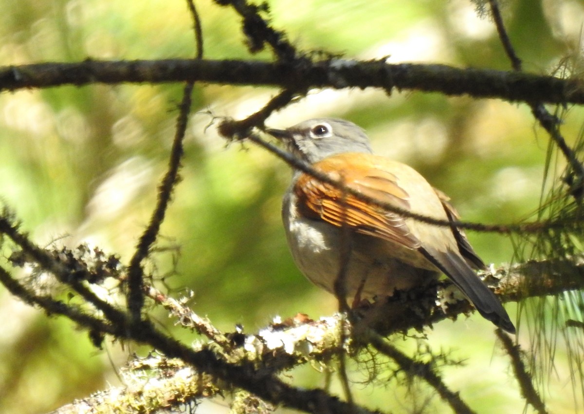 Brown-backed Solitaire - Nancy Douglas