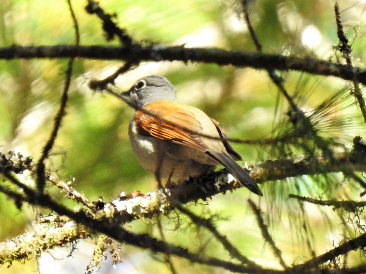 Brown-backed Solitaire - Mike Cowlard