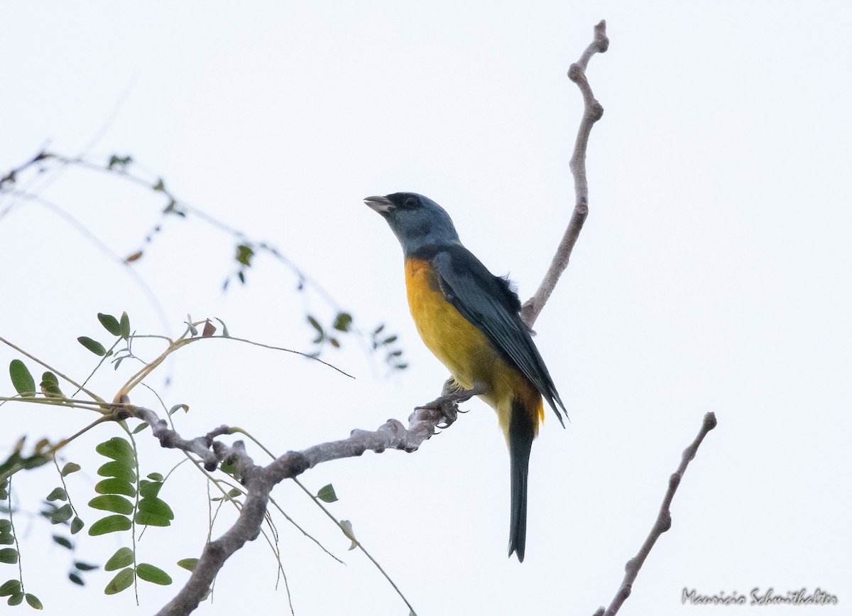 Blue-and-yellow Tanager - Mauricio Schmithalter