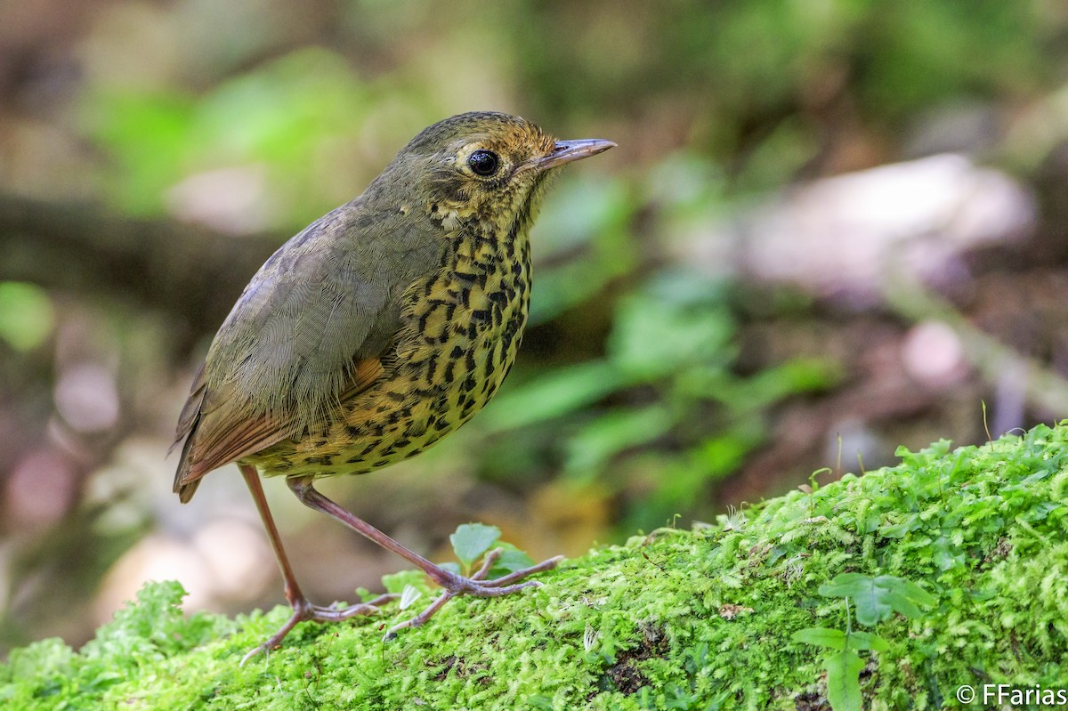 Speckle-breasted Antpitta - ML148318511