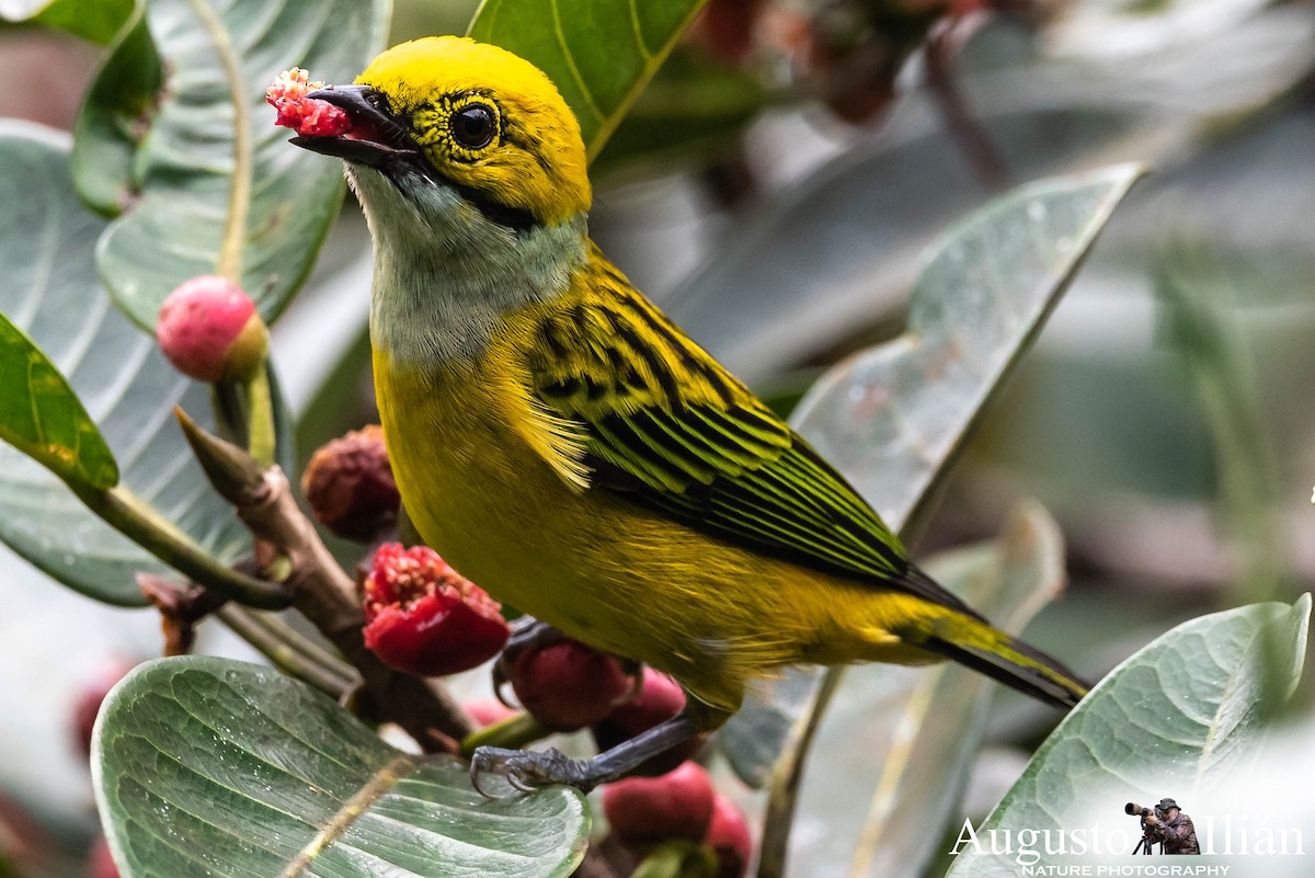 Silver-throated Tanager - Augusto Ilian