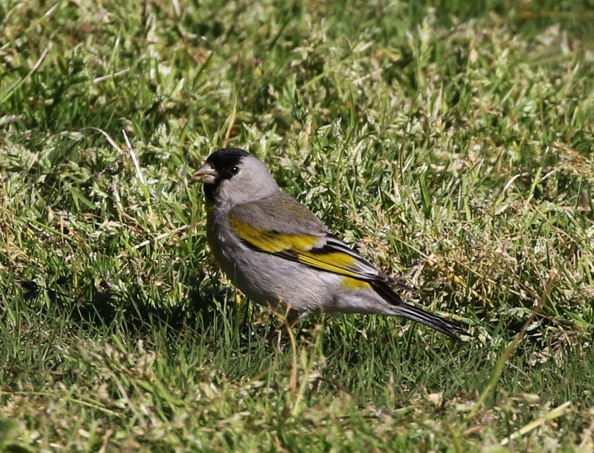 Lawrence's Goldfinch - ML148321461