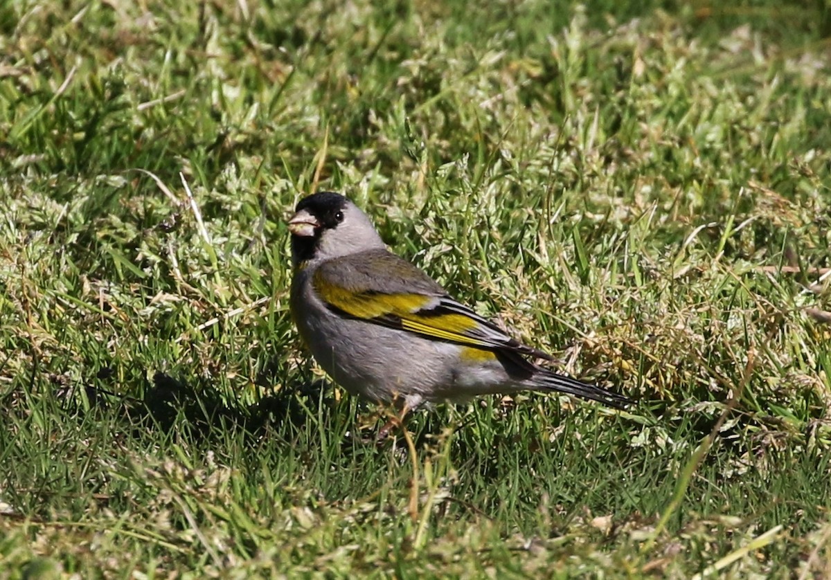 Lawrence's Goldfinch - ML148321471