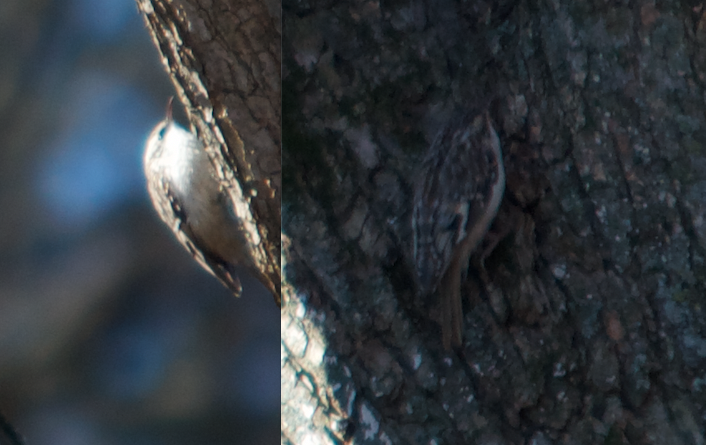 Brown Creeper - Holly Miller