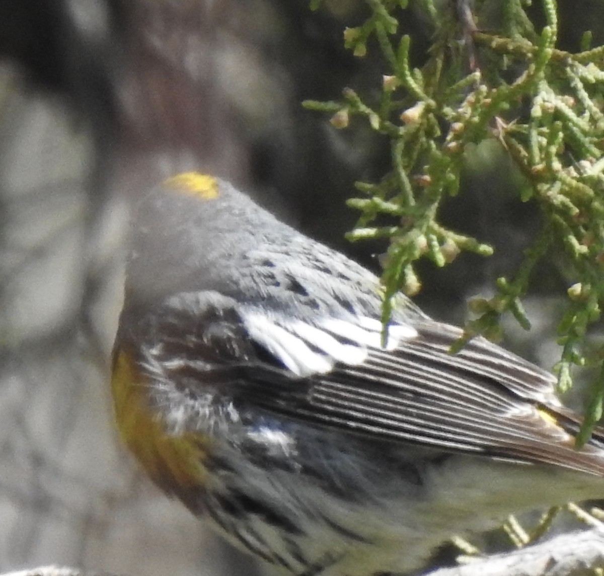 Yellow-rumped Warbler (Myrtle x Audubon's) - ML148323401