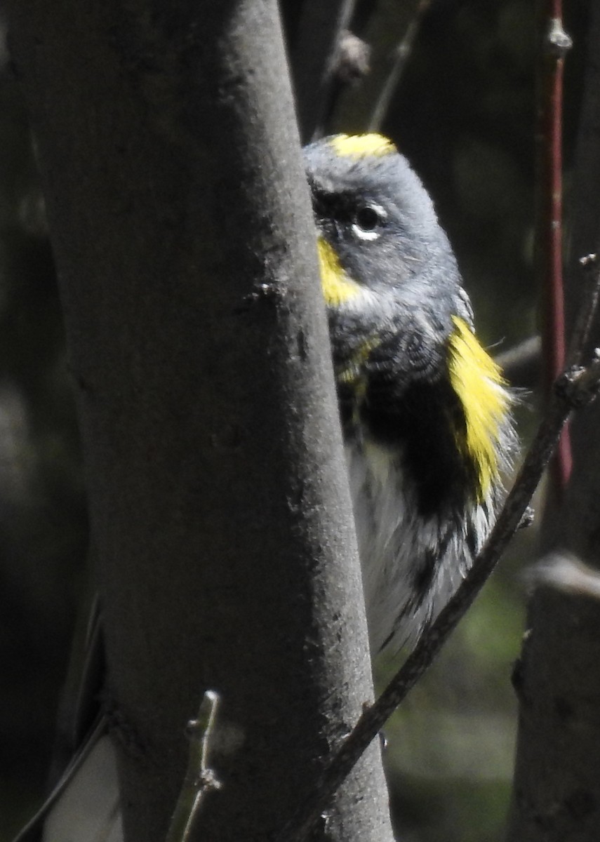 Yellow-rumped Warbler (Myrtle x Audubon's) - ML148323411