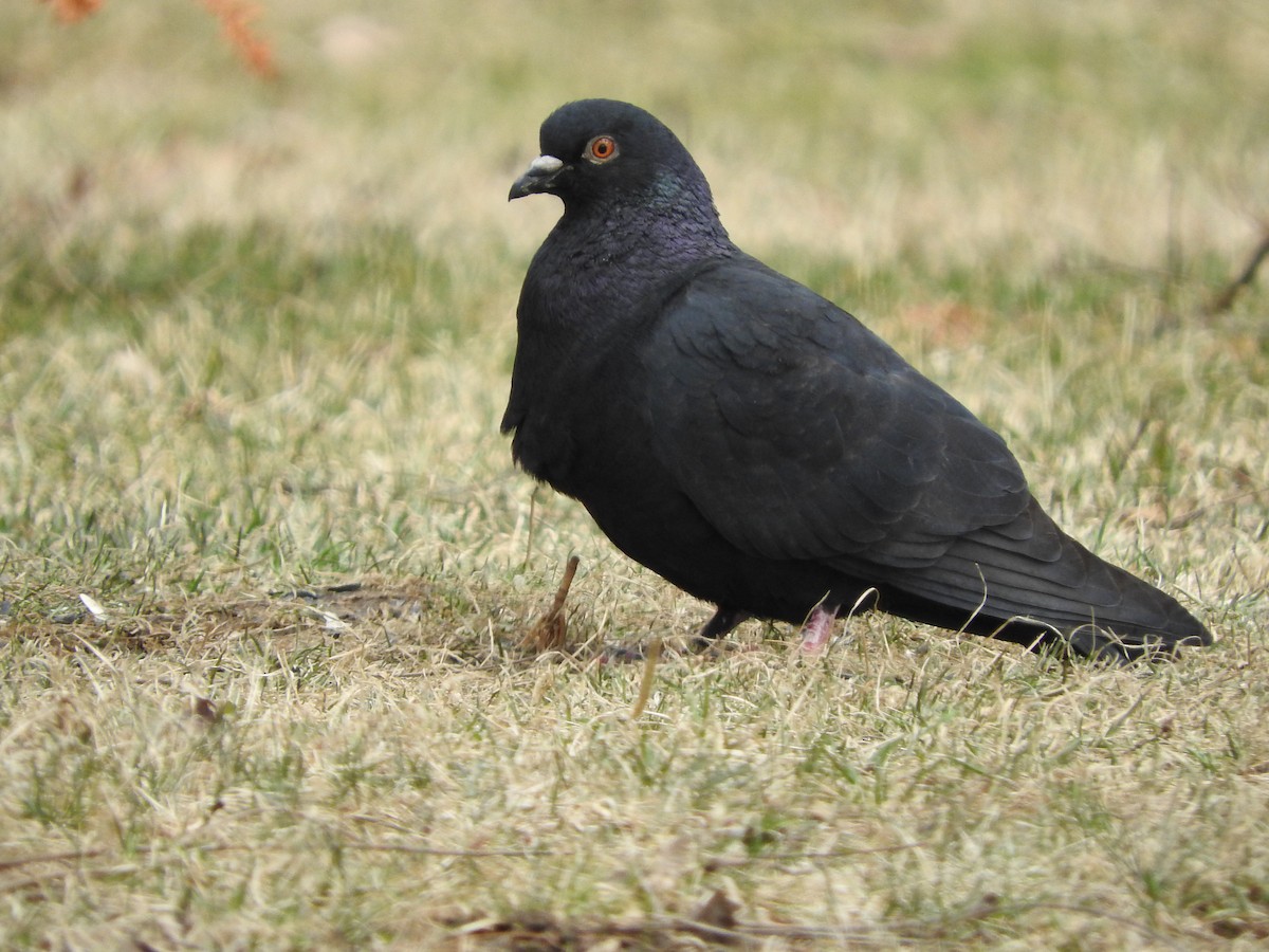 Rock Pigeon (Feral Pigeon) - ML148324031