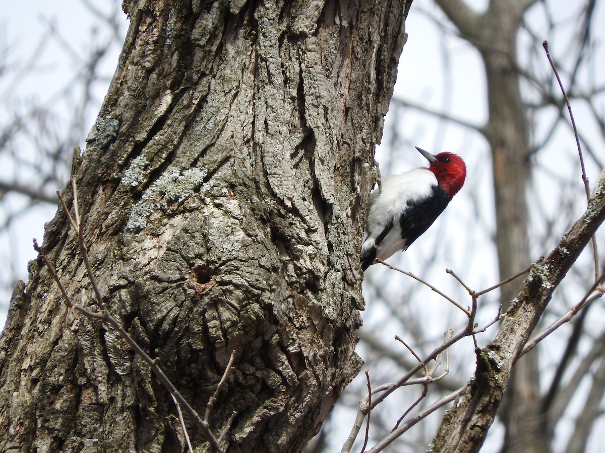 Red-headed Woodpecker - Vlad Nevirkovets