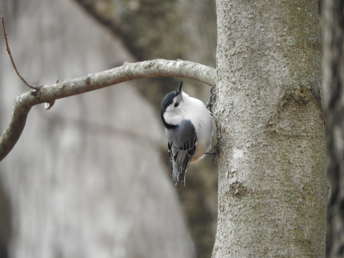 White-breasted Nuthatch - ML148324761