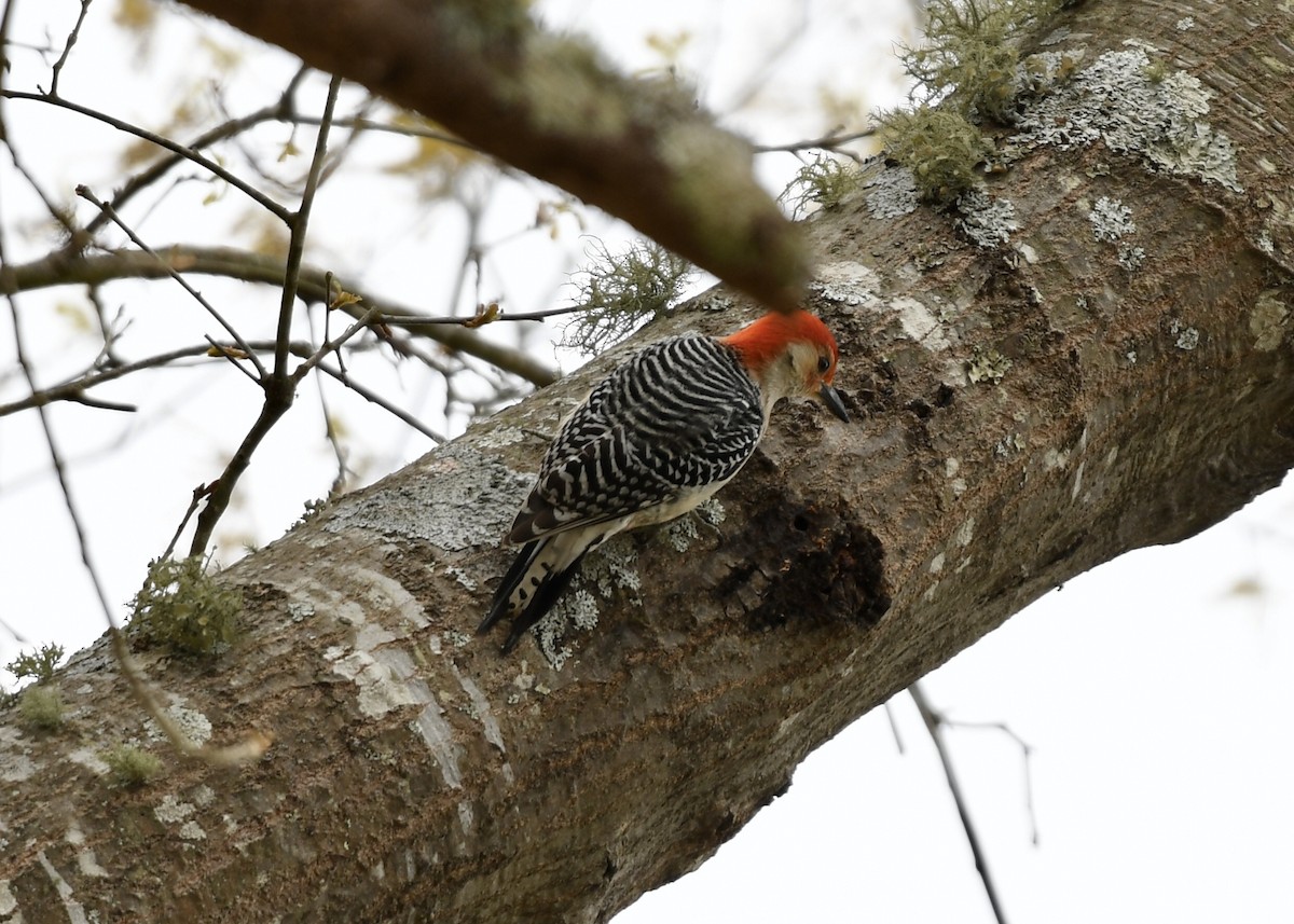 Red-bellied Woodpecker - Joe Wujcik