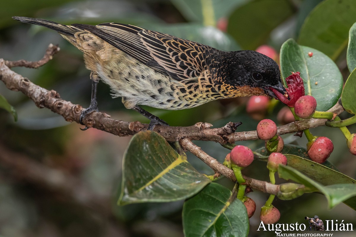 Rufous-throated Tanager - ML148325931