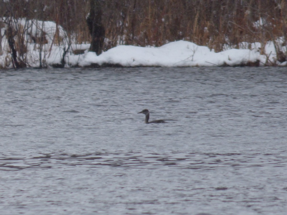 Red-necked Grebe - ML148330131