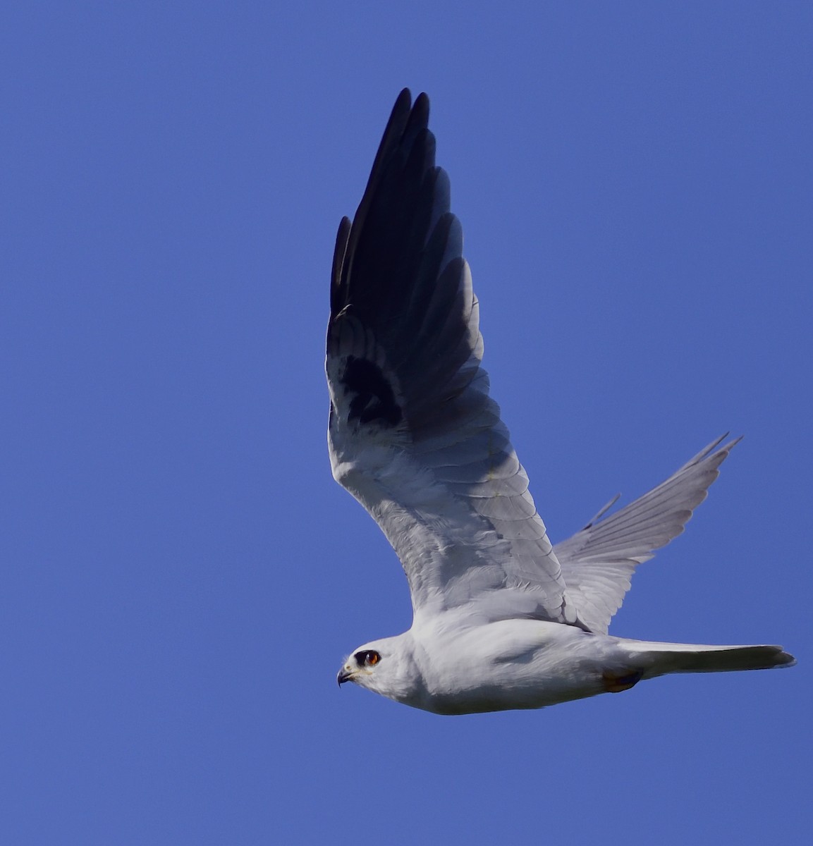 White-tailed Kite - Miguel Ansenuza