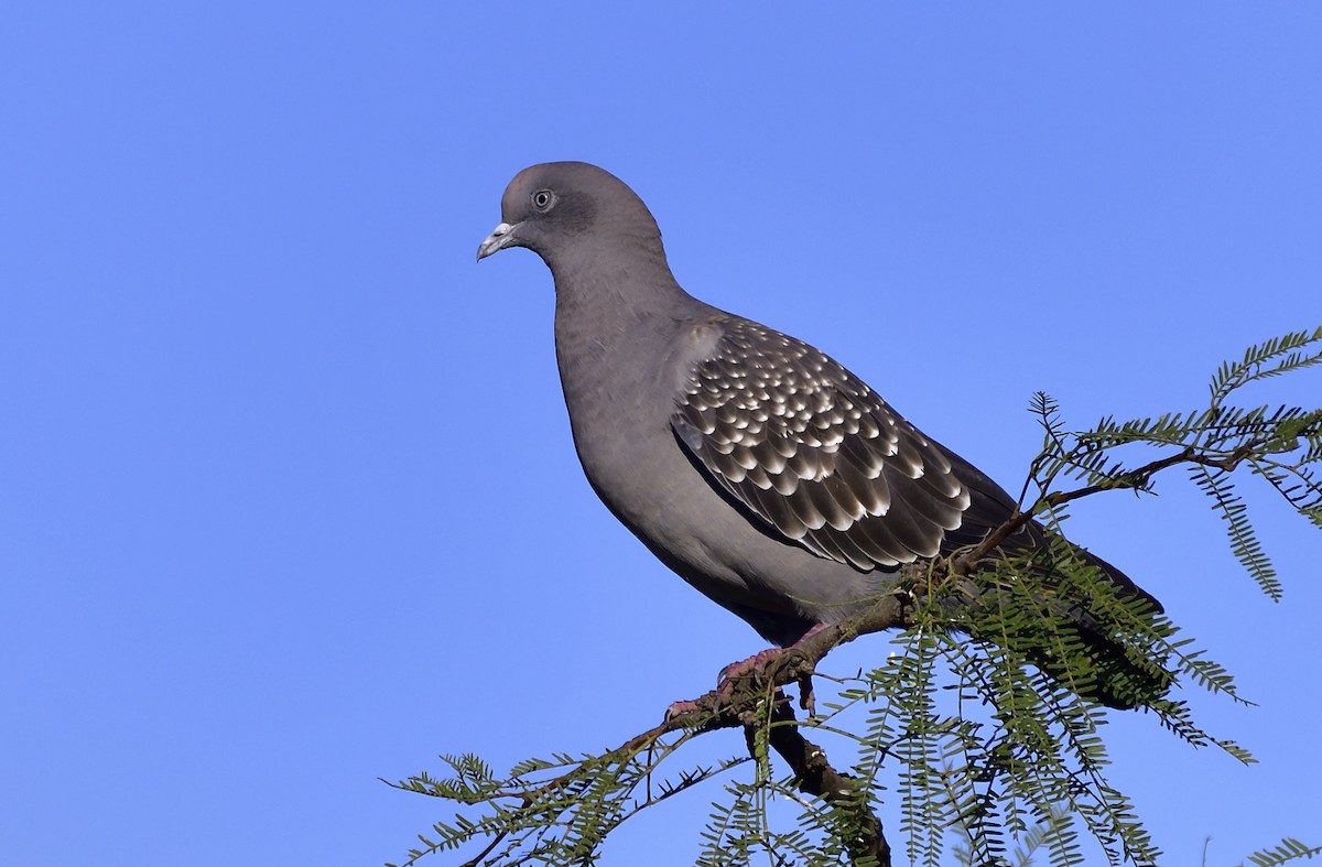 Spot-winged Pigeon - Miguel Ansenuza