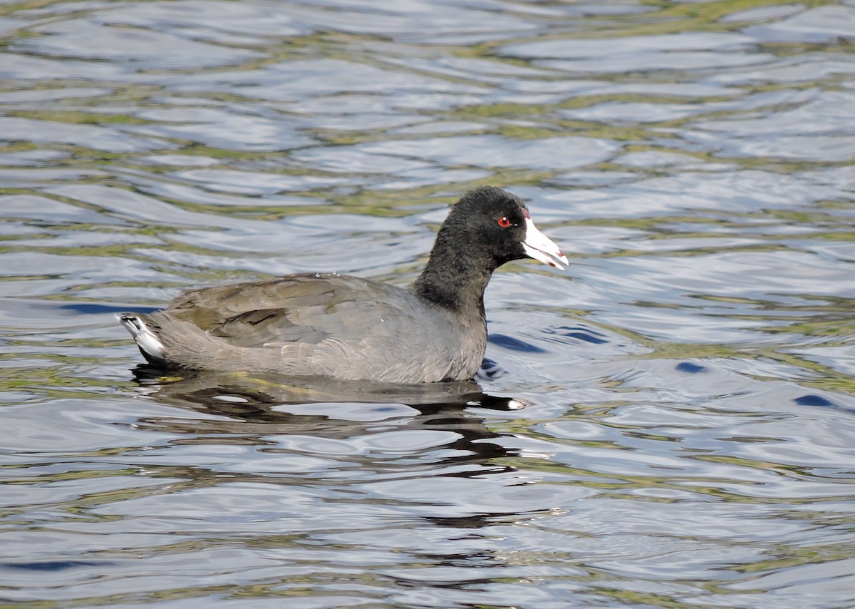 American Coot (Red-shielded) - Amy Clark Courtney