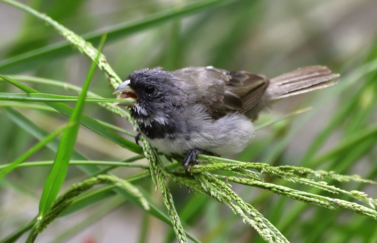 Double-collared Seedeater - Miguel Ansenuza