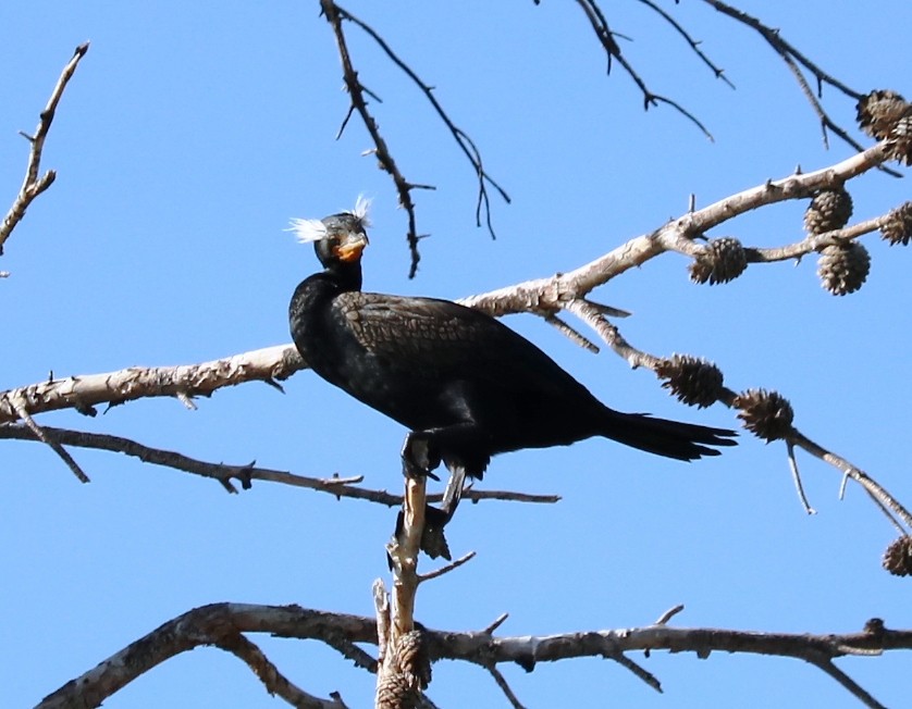 Double-crested Cormorant - Mary Dufrain