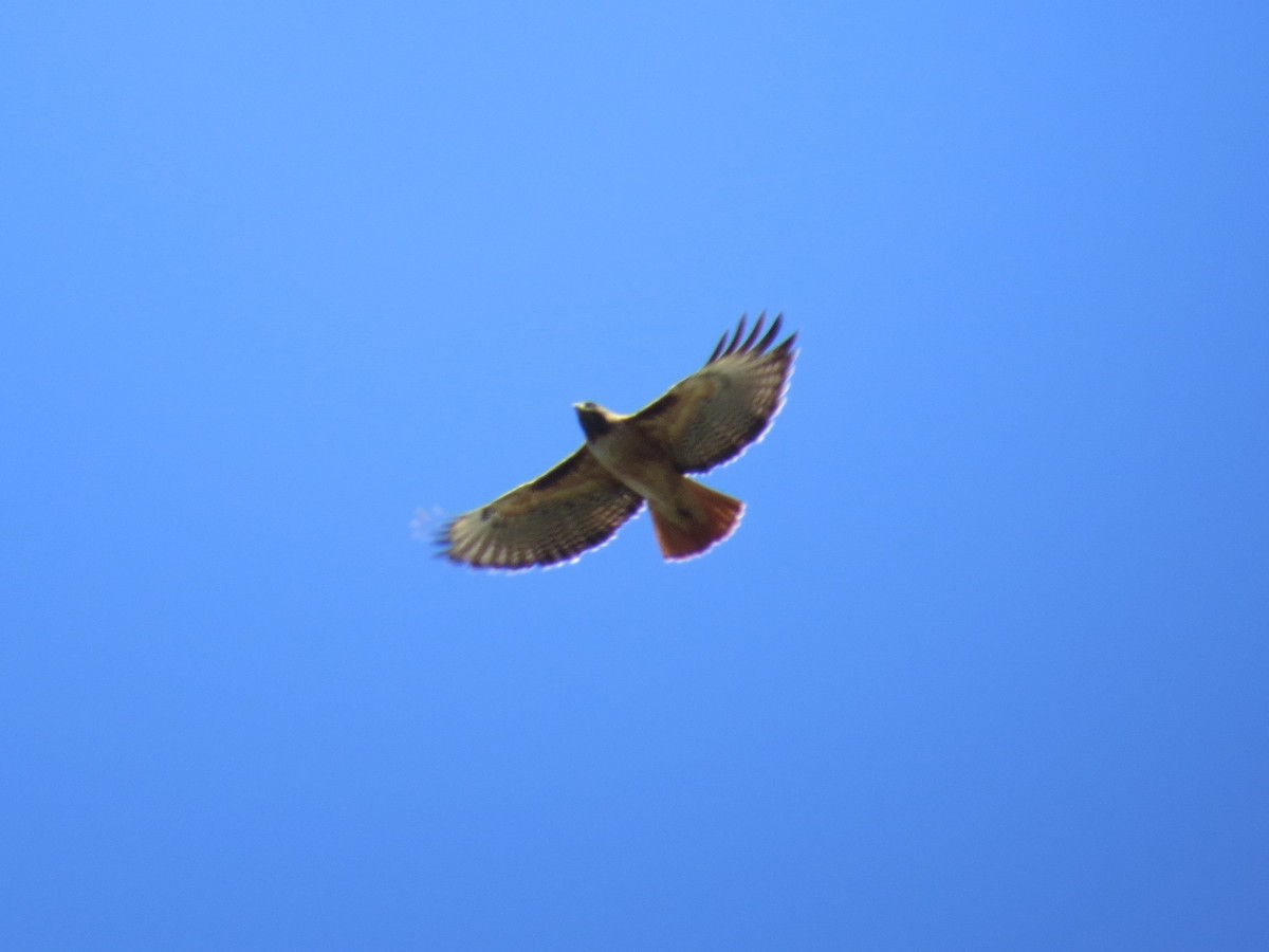 Red-tailed Hawk - ML148347221