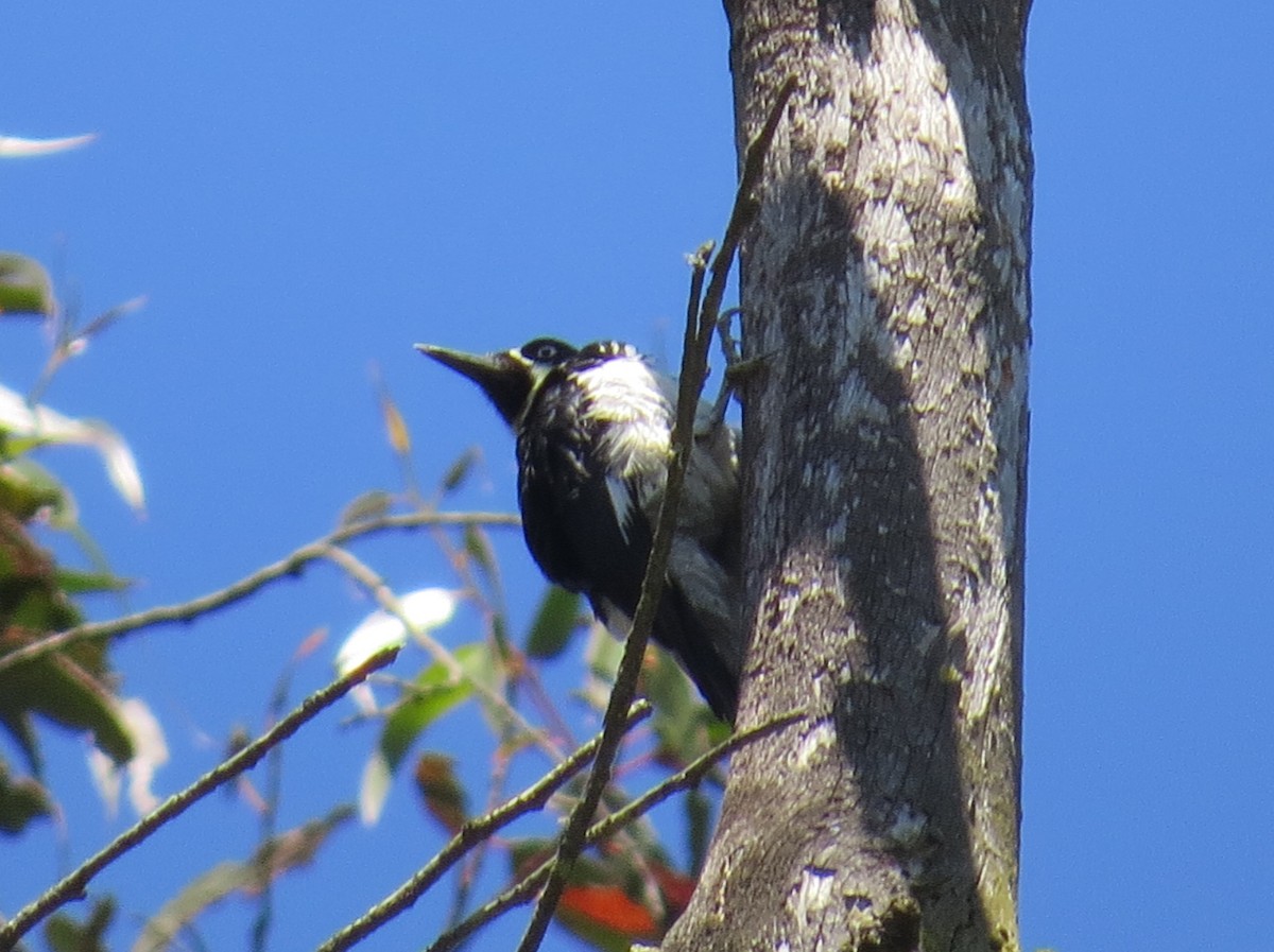 Acorn Woodpecker - ML148347461
